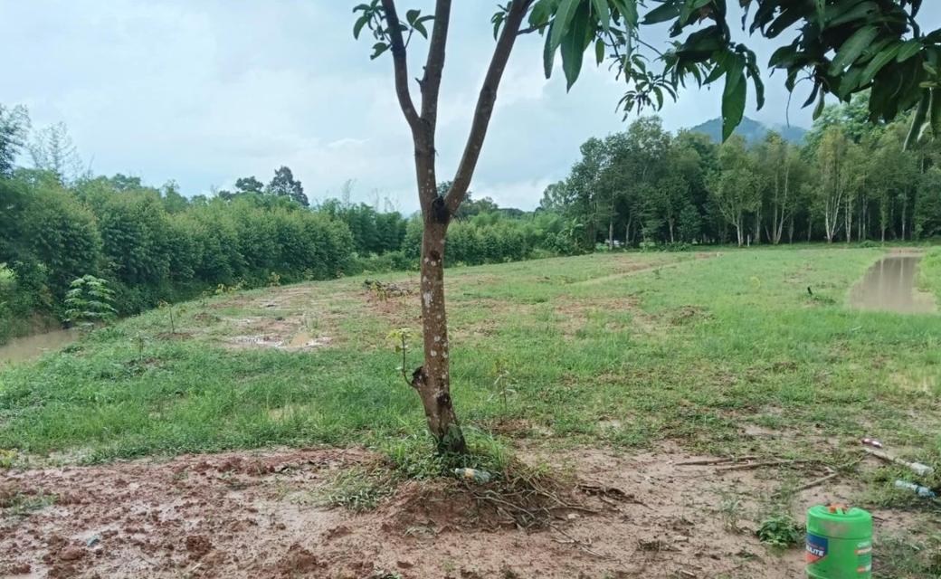 ขายที่ดินเนินหอม 10 ไร่ ซอยวัดบ่อแร่ใกล้ถนนเส้น2020-300เมตร เมืองปราจีนบุรี