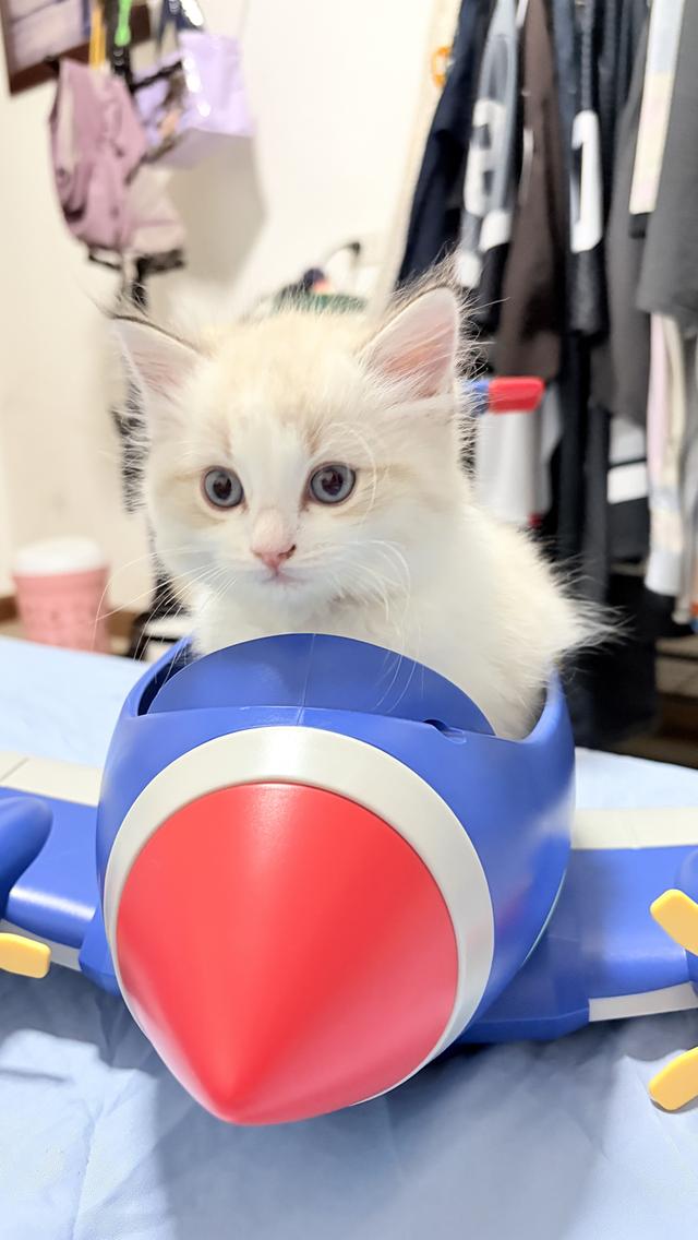 แมวสายพันธุ์Ragdoll  ผู้หญิง 40,000 บาท  ตรวจสุขภาพก่อนย้ายบ้าน  มีใขเพ็ด WCF  ทำวัคซีนแล้ว