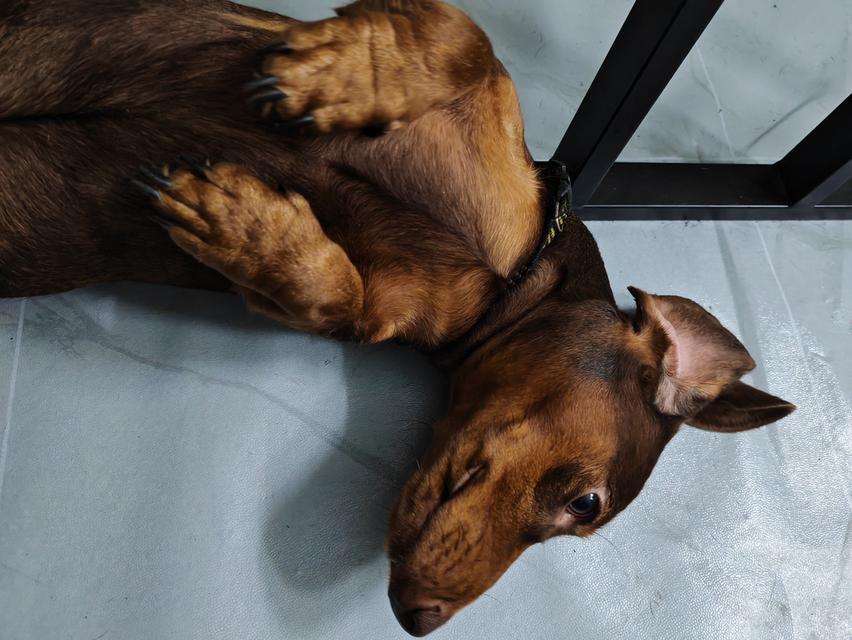 ดัชชุน ชาย 1 ขวบ สีช๊อค