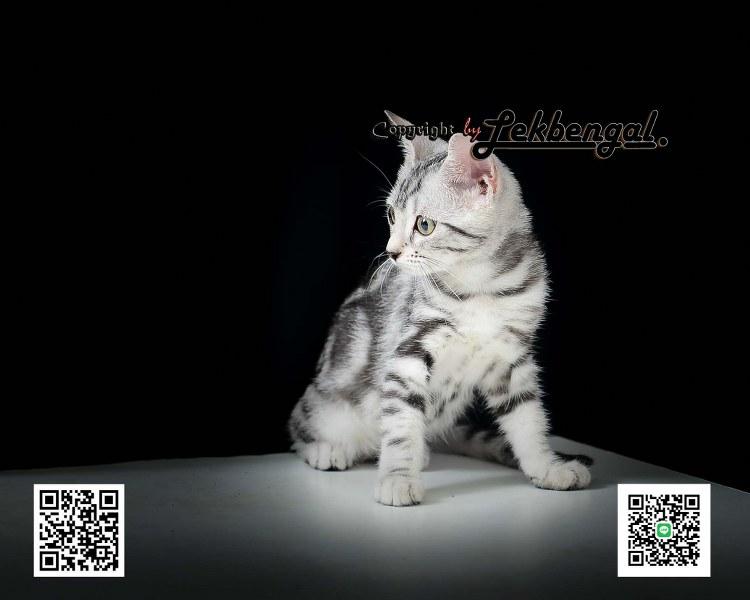 ขายลูกแมวเพศเมียราคาพิเศษ อเมริกันชอตแฮร์พันธุ์แท้ American Shorthair  2