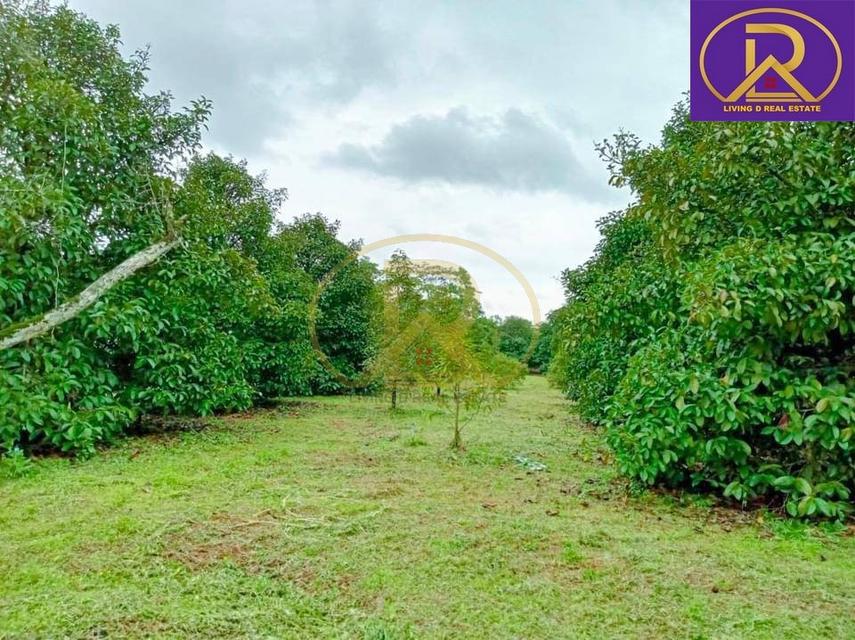 ขายด่วนลดเป็นล้าน ขายสวนผลไม้ผสม 10-0-18 ไร่ แถมบ้านพัก ใกล้วัดเขาสุกิม เหมาะลงทุน เหมาะเจ้าของสวนผลไม้ ต.ทุ่งเบญจา อ.ท่ 2