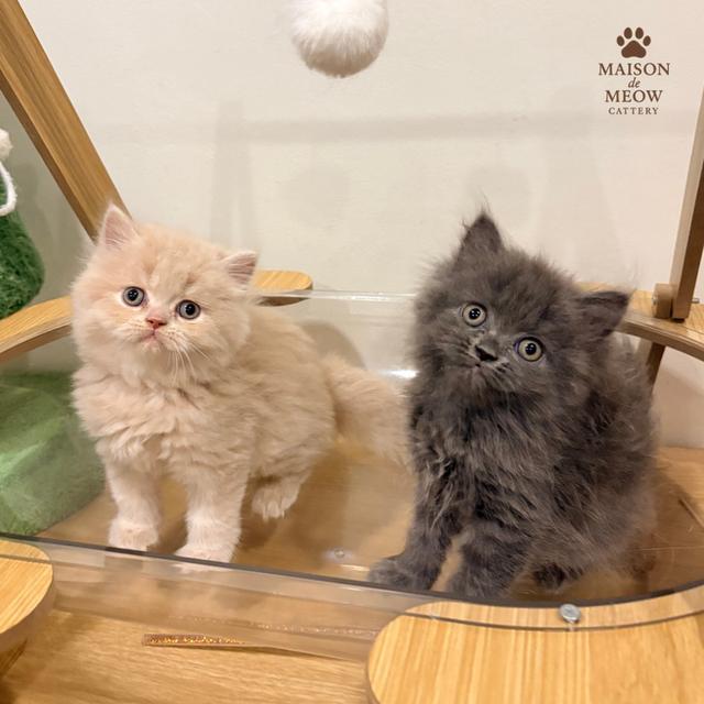 เปอร์เซียแท้เพศผู้ สีครีมสีบลู