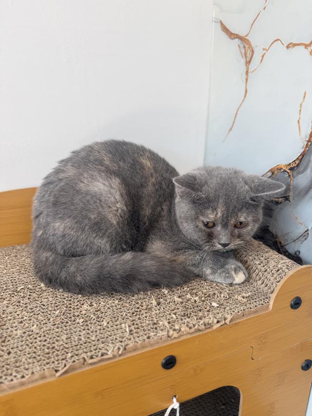 ลูกแมวบริติชช็อตแฮร์ รูปที่ 3