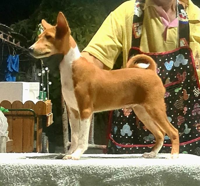 สุนัข Basenji นำเข้า 2