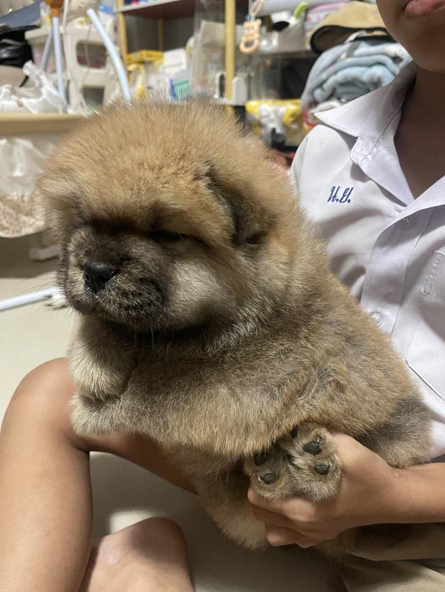 หมาเชาว์ เชาว์แท้ 100%