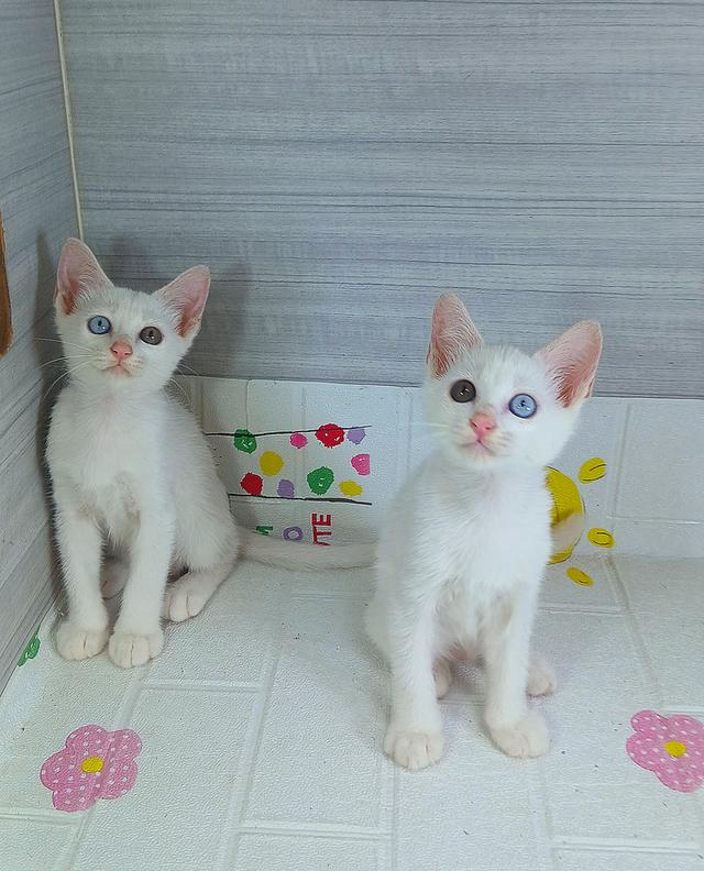 แมวขาวมณีตาสองสี เพศเมียเพศผู้ คะวัคซีนแล้ว1เข็มก่อนย้ายตรวจหัดแมวฟรีรับประกันเอดส์แมวกับรูคีเมียคะ