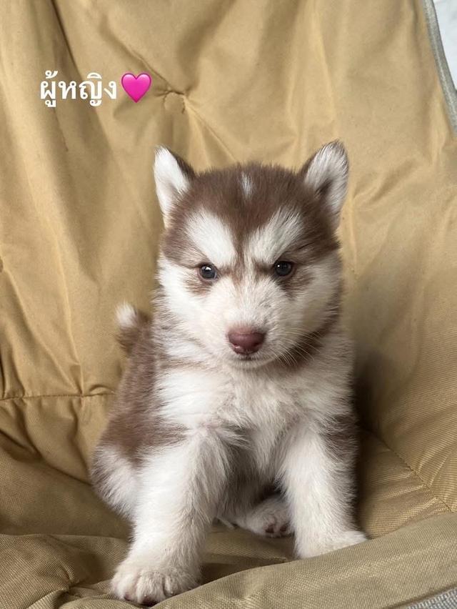 ว่างเด็กหญิง2ตัวสุดท้ายนะคะ ไม่ไกลมากส่งฟรีค๊าจัดโปร รูปที่ 2