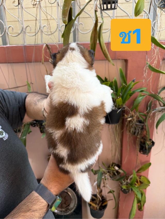 บางแก้วแท้ พ่อแม่สายประกวด เชื้อดี รู้ความสุดๆ #พร้อมใบเพ็ดชมรมบางแก้วประเทศไทย TBC สนใจทักได้ครับ 14