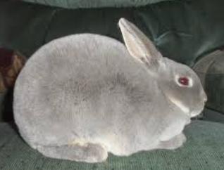 กระต่ายพันธุ์มินิเร็กซ์ 3