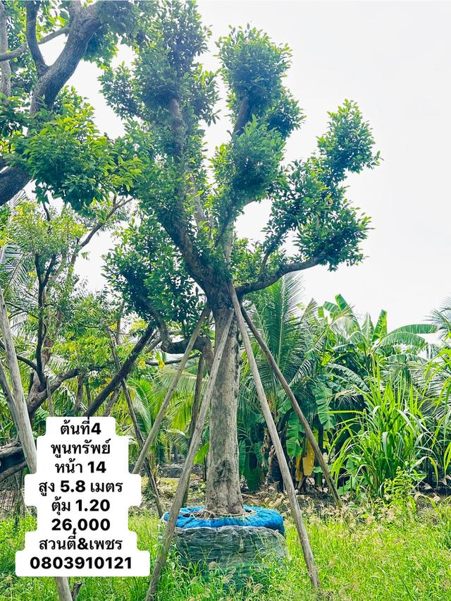 ต้นพูนทรัพย์ 15 นิ้ว 2