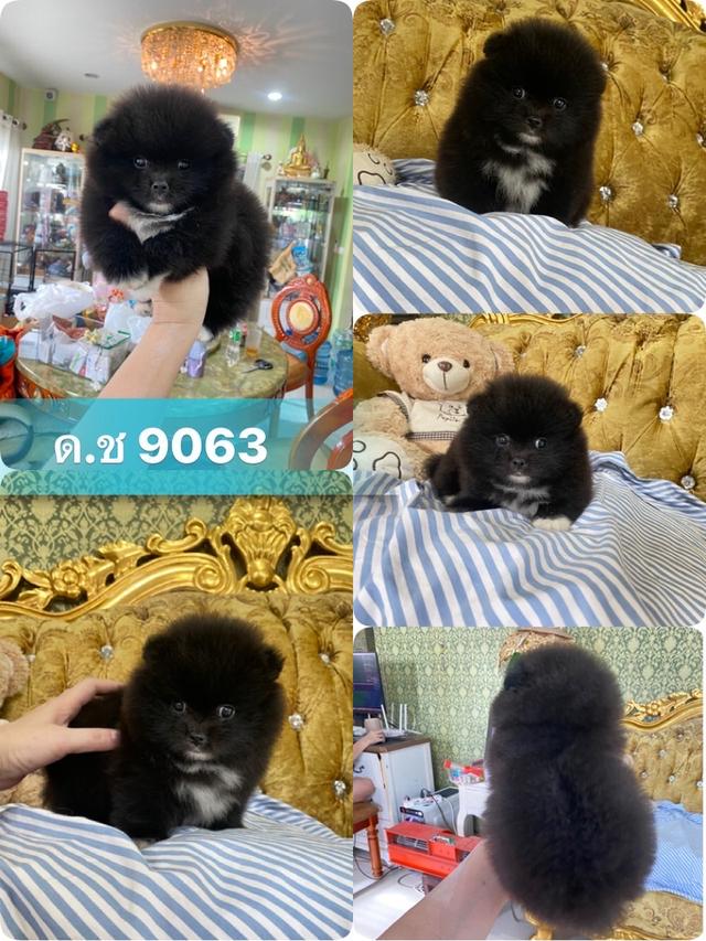 น้องลูกปอมแท้ อายุ2เดือน มาดูตัวจริงได้ค่ะ  3