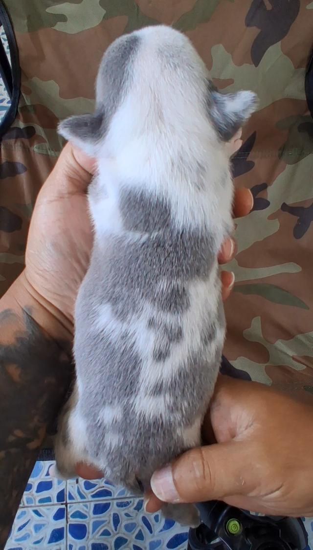 ลูกอเมริกันบูลลี่ micro exotic รูปที่ 5