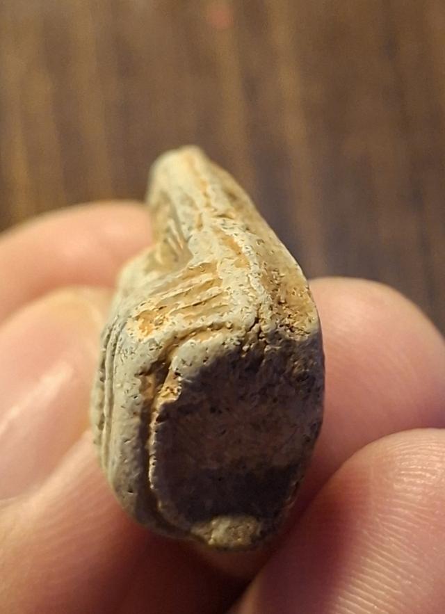 พระคงลำพูน กรุเก่า พิมพ์นิยม 4