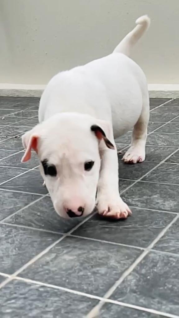 Bullterrier std  7