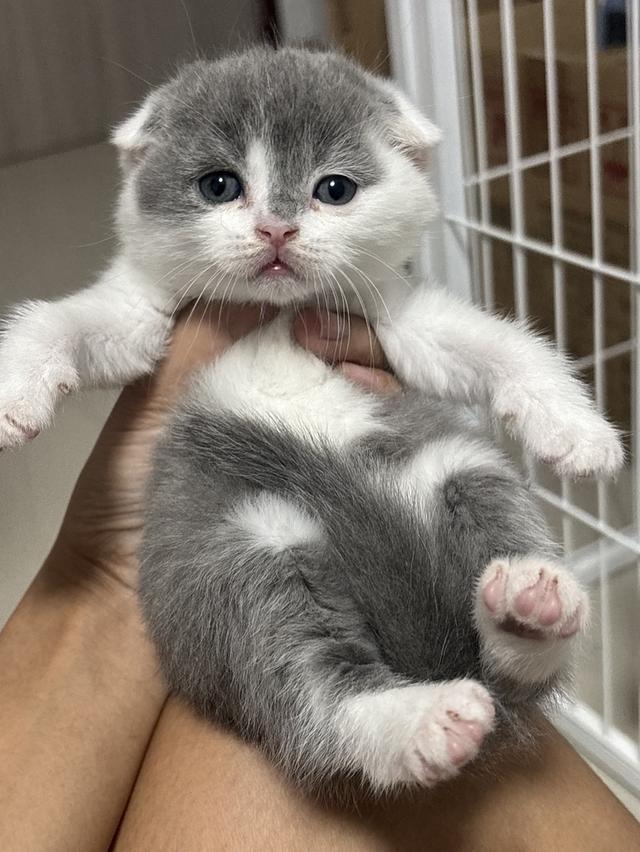 แมวสก็อตติช Scottish