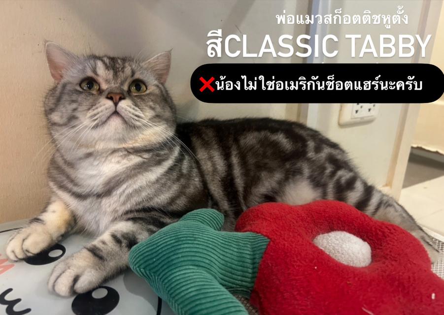 🩵ขายลูกแมวสก็อตติช เพศชาย🩵 10