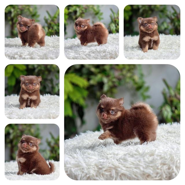 ชิวาวาขนยาวสีช็อคเพศผู้น้องทอฟฟี่