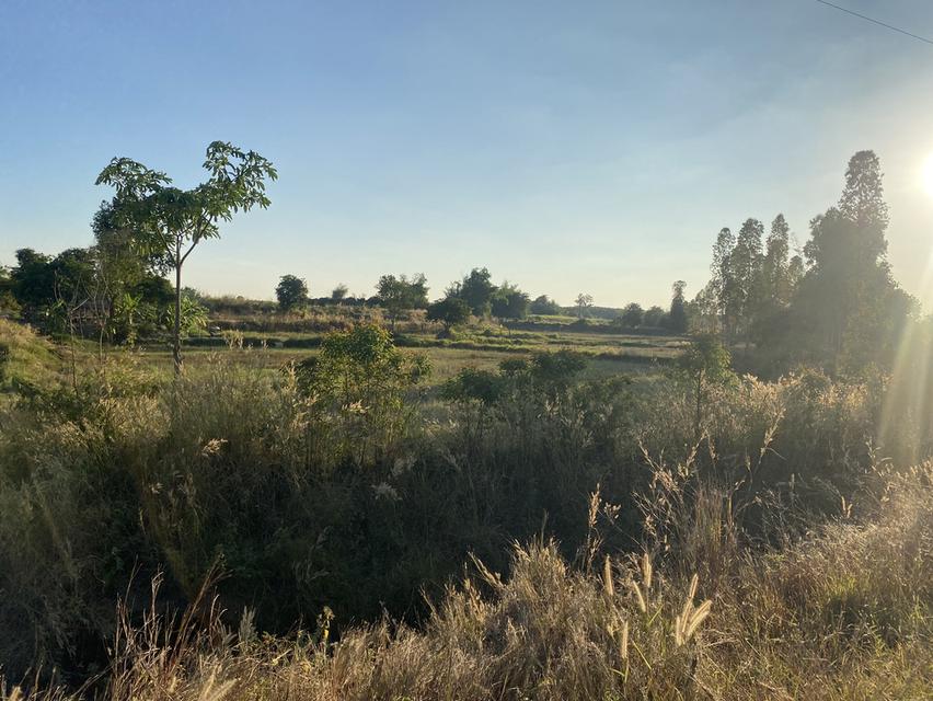 ที่ดิน11ไร่อยู่ถนน4เลนตัดใหม่กาฬสินธุ์-มุกดาหาร 15