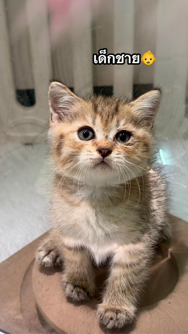 ลูกแมวบริติชช็อตแฮร์