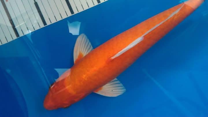 ปลาคาร์ฟสายพันธุ์ Orange Ogon 3