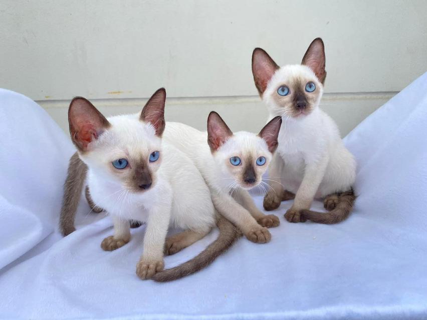Siamese Kittens Ready  WhatsApp me : +66 63 826 3042