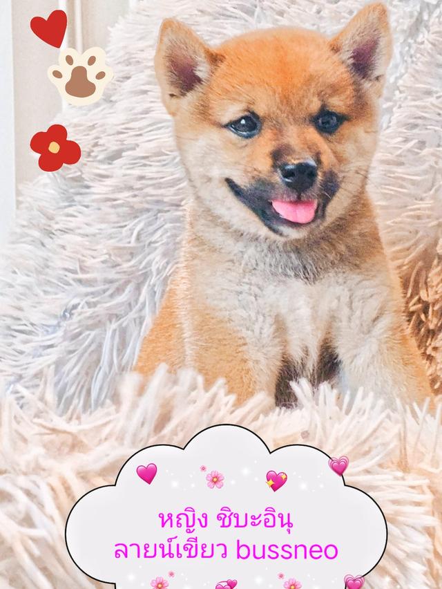 ลูกชิบะอินุ พันธุ์แท้ Shiba Inu ขายด่วน