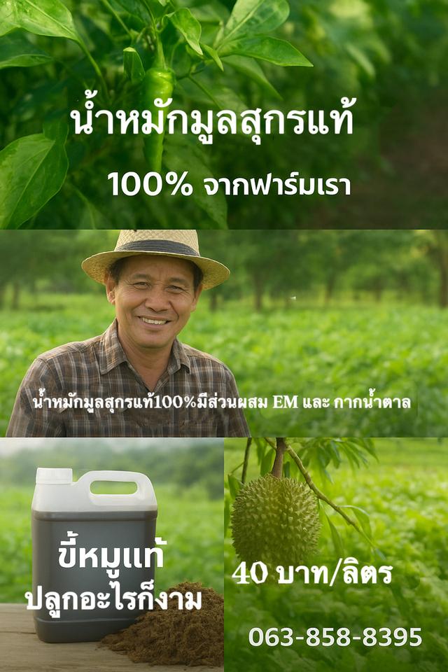 น้ำหมักมูลสุกรแท้100% 3