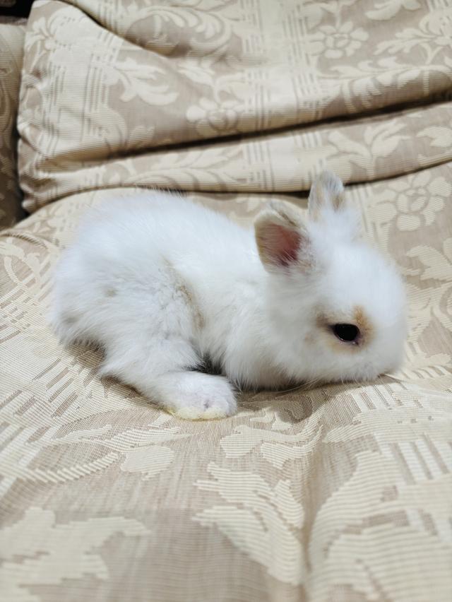 Teddy Bear Rabbit  6