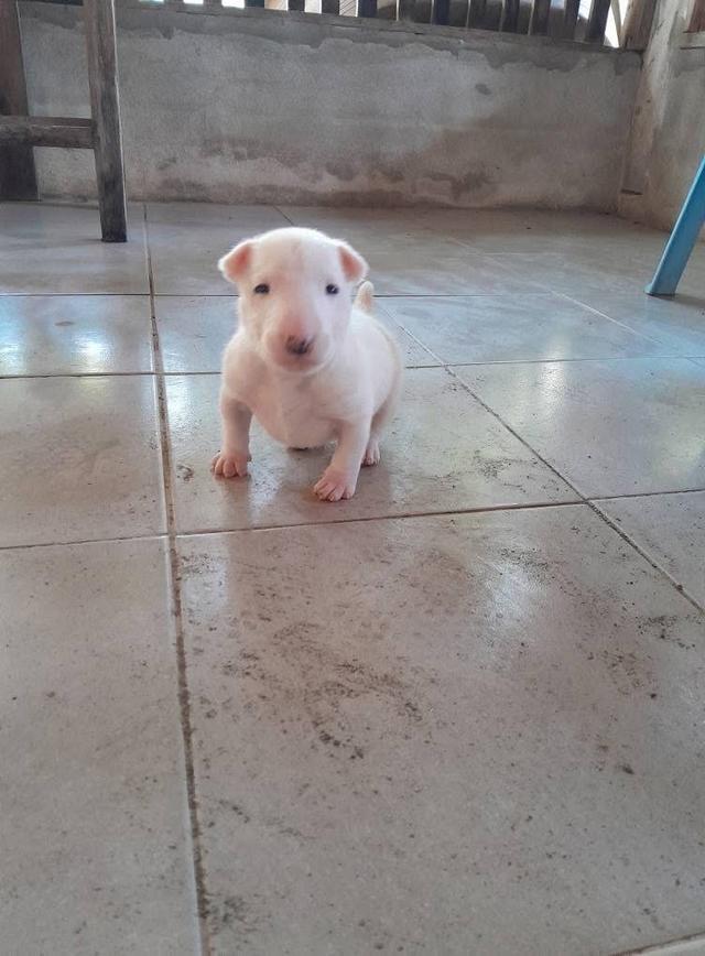 ลูกสุนัข Bull Terrier สีขาว 3