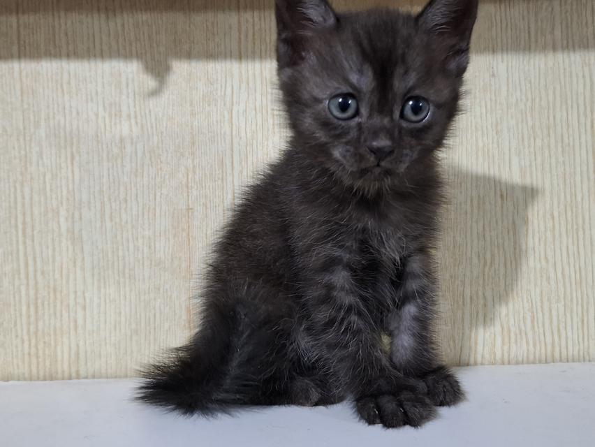 ลูกแมวครึ่งเปอร์เซีย+บริติช รูปที่ 5