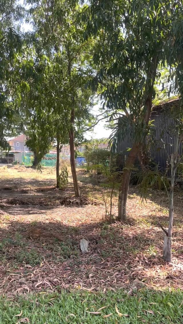 ขายที่ดินเปล่าเขตคลองสามวา โครงการ Forest Park 3