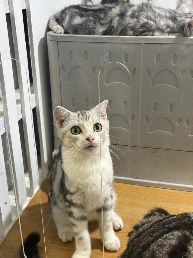 แมวสก๊อตติชแท้