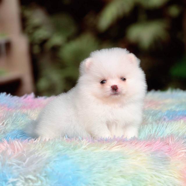 ปอมเมอเรเนียนแท้ เพศผู้ ทีคัพ รูปที่ 9