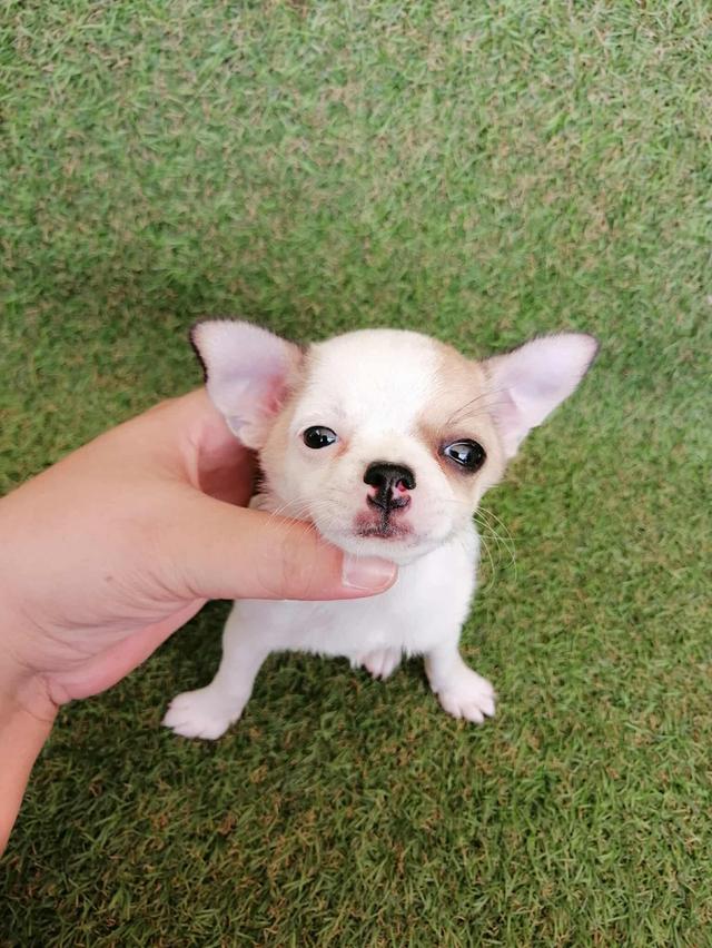 หลุดจอง ชิวาว่าเเท้ขนสั้น ญ. 8