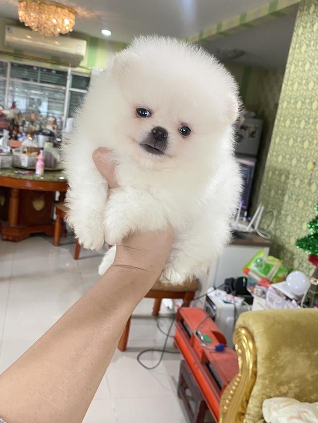 ลูกปอมแท้ พร้อมย้ายบ้าน สีขาวสำลี อ้วนกลมหมี เตี้ยสั้น