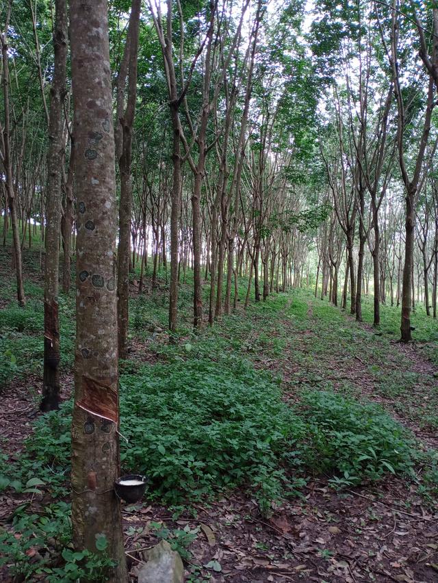 ที่ดิน อ.โป่งน้ำร้อน จ.จันทบุรี 11