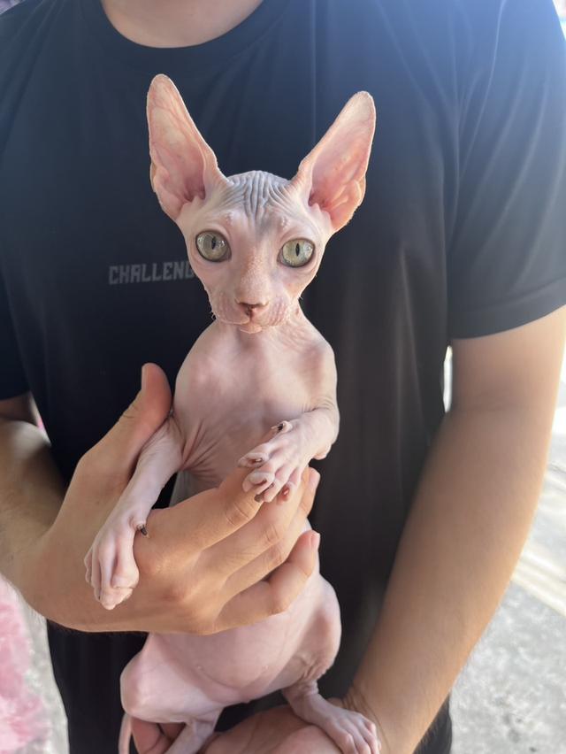 สฟิงซ์ เพศเมีย