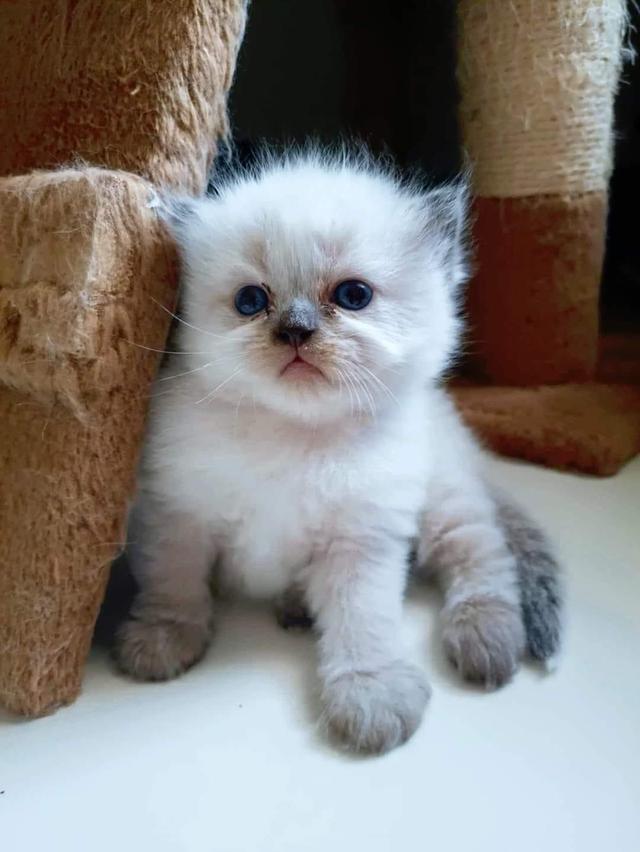 น้องแมวหิมาลายัน สีขาวตาฟ้า