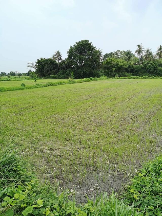 ที่ดินสวยวิวเขาหนองรี 5