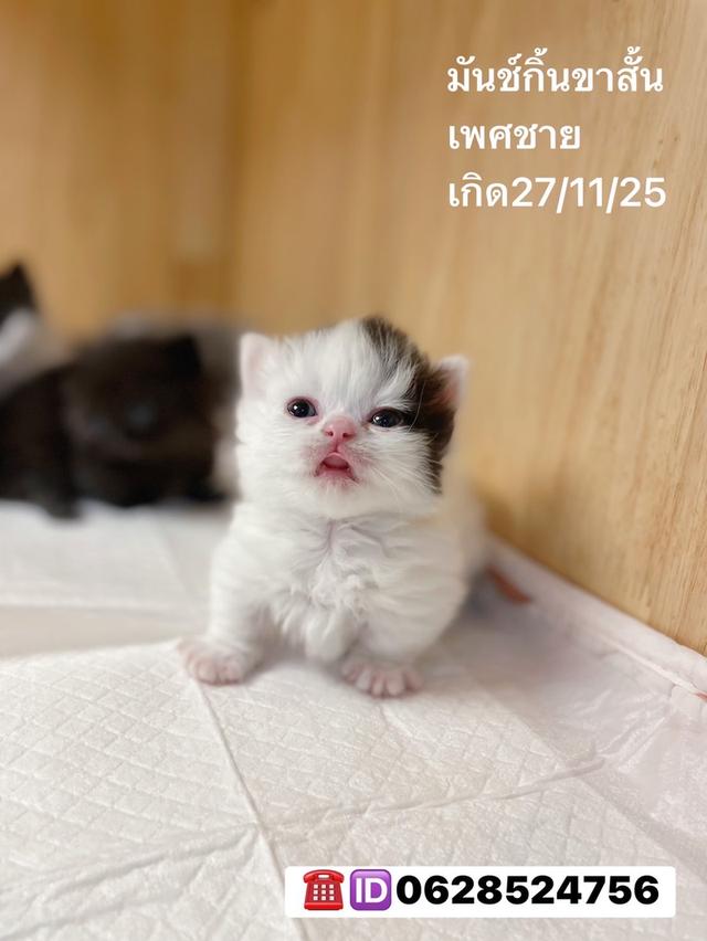 เปิดจองลูกแมวมันช์กิ้นขาสั้น 3