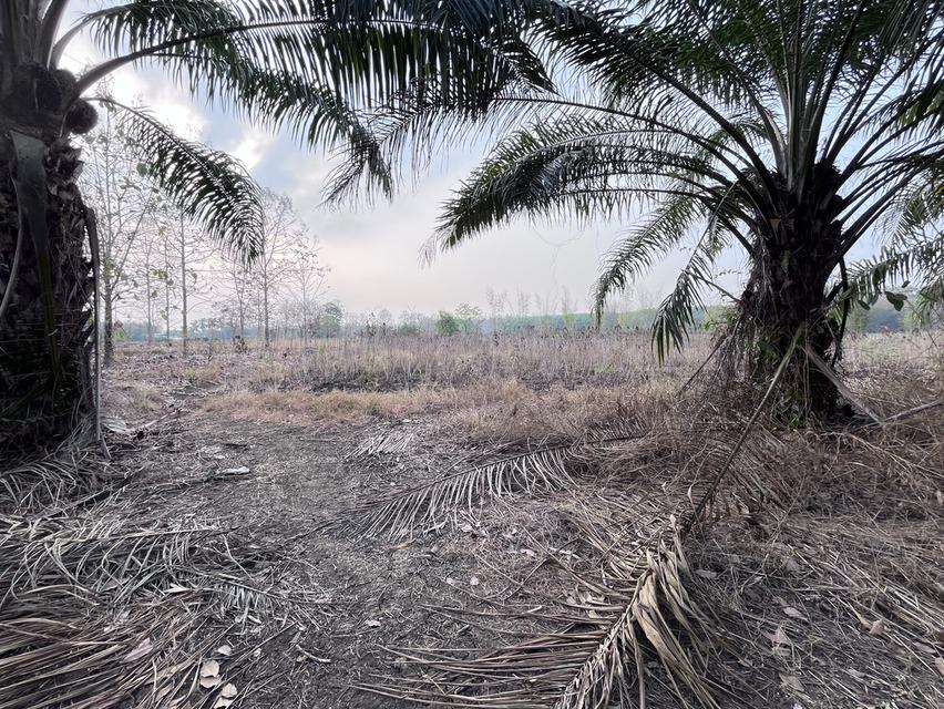 ขายที่ดิน9ไร่2งาน76ตารางวา ราคา 3,330,000