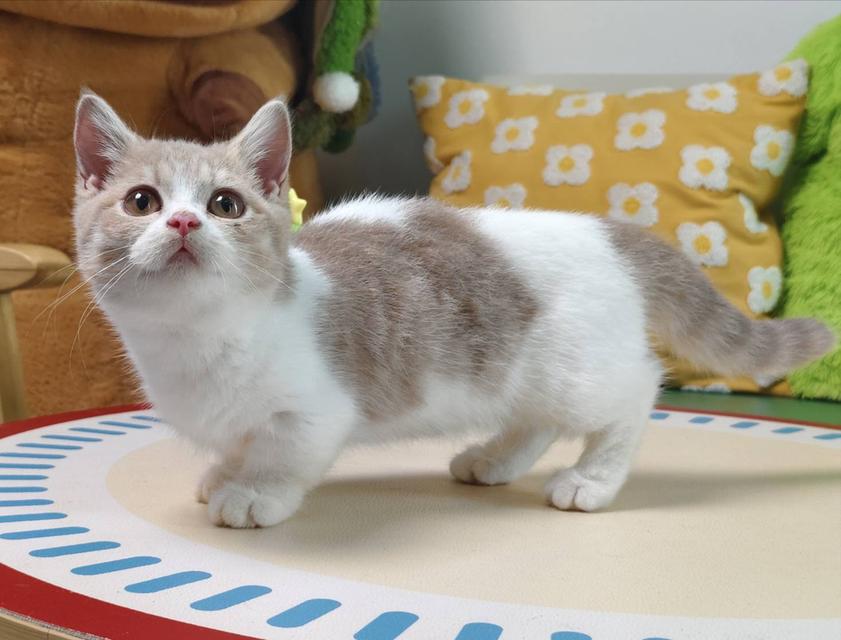 แมวมันช์กิ้น Munchkin short leg boy Oscat cattery chiangmai รูปที่ 6