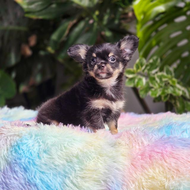 ชิวาวาขนยาวหนุ่มหล่อสีแบล็คแทน 4