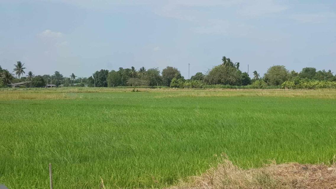 ที่ดิน 8 ไร่ อ.ท่ามะกา จ.กาญจนบุรี 3