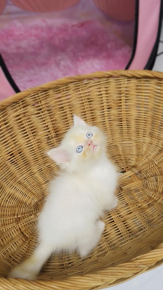 แมวเปอร์เซียแท้ตาฟ้าเพศชาย 4