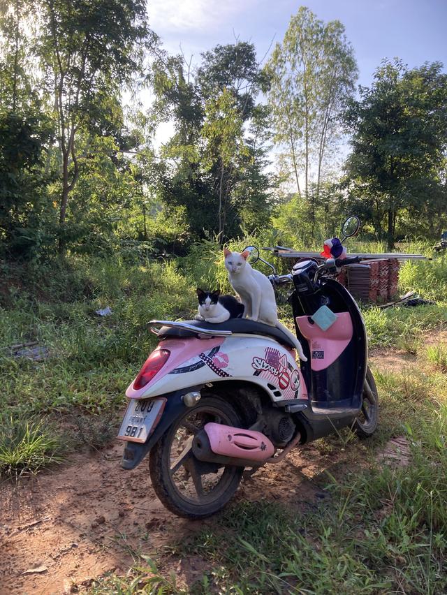 ขาวมณีเพศผู้ตาสองสี