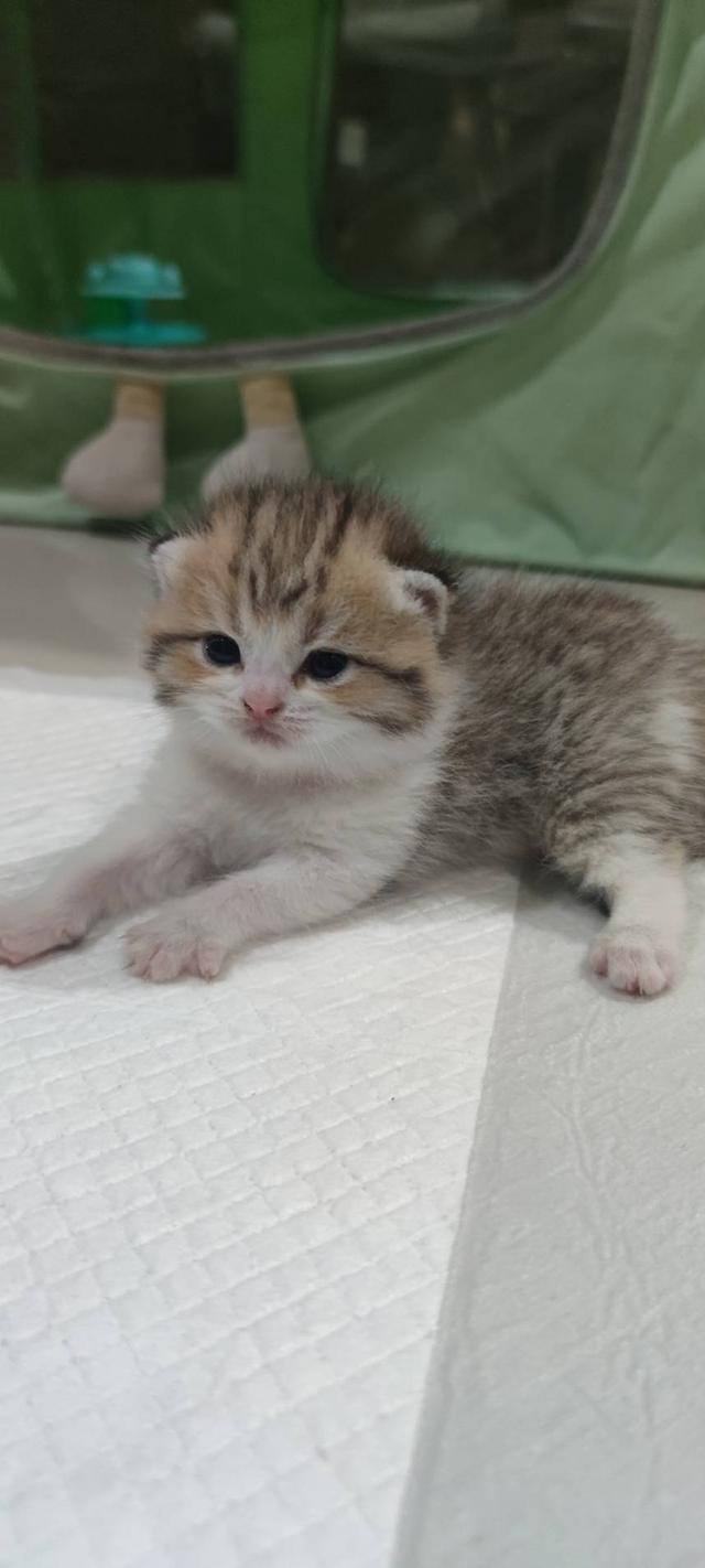 Scottish Fold (girl)