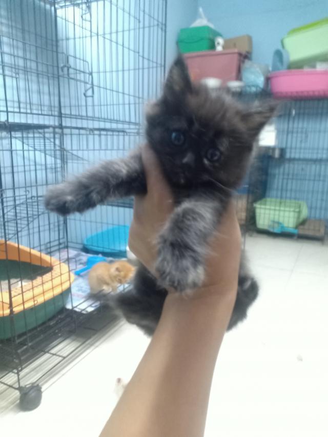 ลูกแมวเปอร์เซีย กทม.บางแค