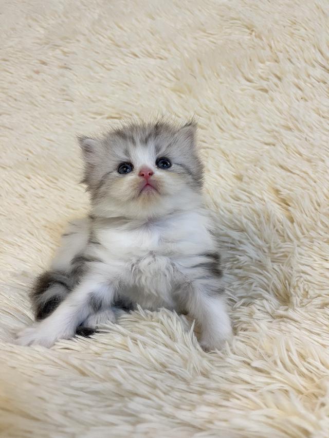 แมวสก๊อตติชแท้ 100 เปอเซ็น รูปที่ 16