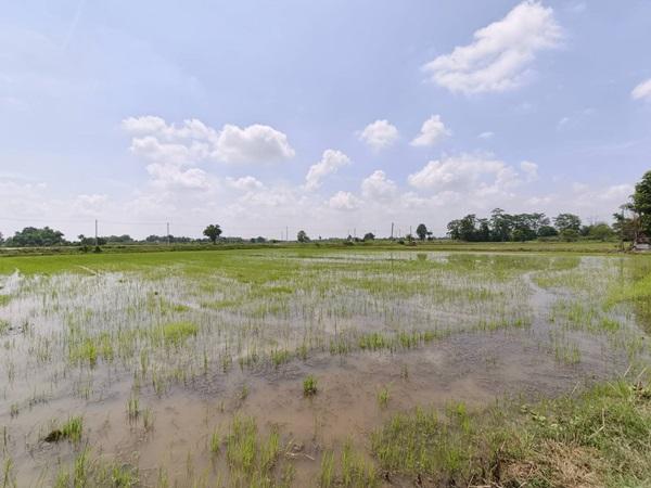 ขายที่ดิน ที่นา พิษณุโลก อำเภอวังทอง 19 ไร่ สวยมาก วิวนาสวย อากาศดี เงียบสงบ โทร 063-2825635 9